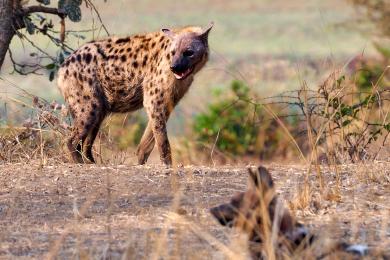 Hyena